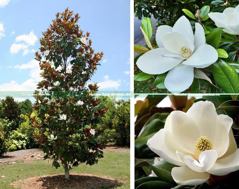 trồng cây sen đất